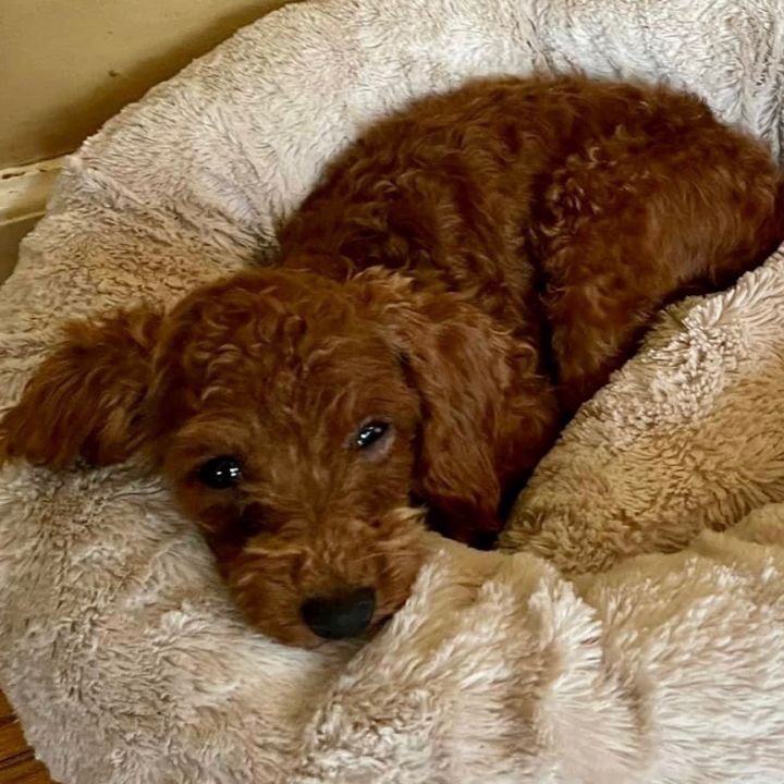 Killian, an adopted Miniature Poodle in Rochester, NY_image-4