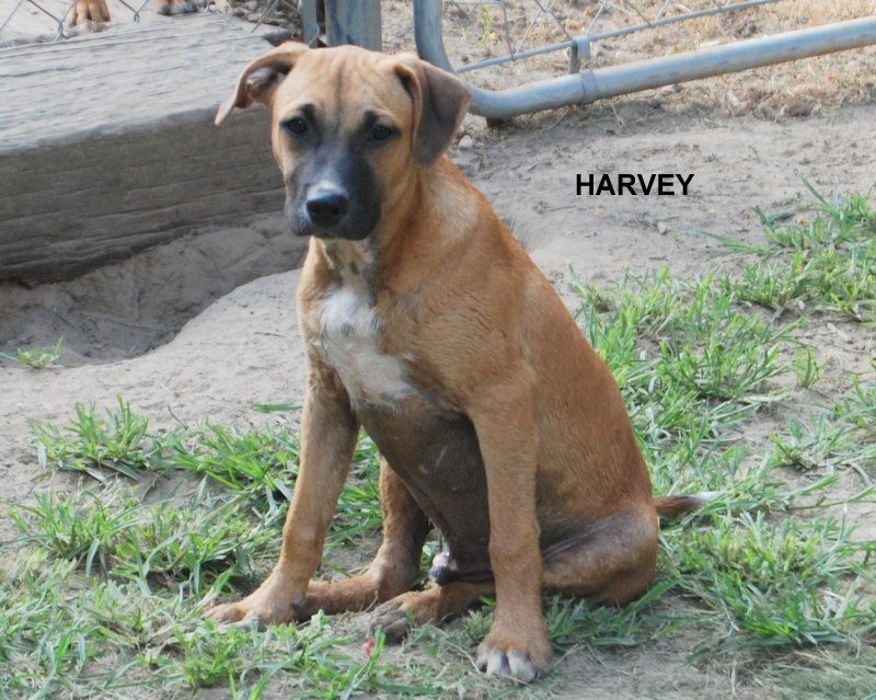 Harvey