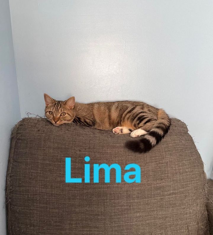 Lima, an adoptable Domestic Short Hair in Middle Village, NY_image-1
