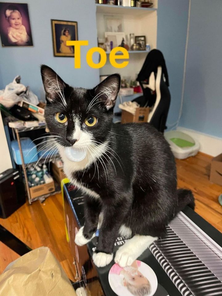 Toe Bean, an adoptable Domestic Short Hair in Middle Village, NY_image-1
