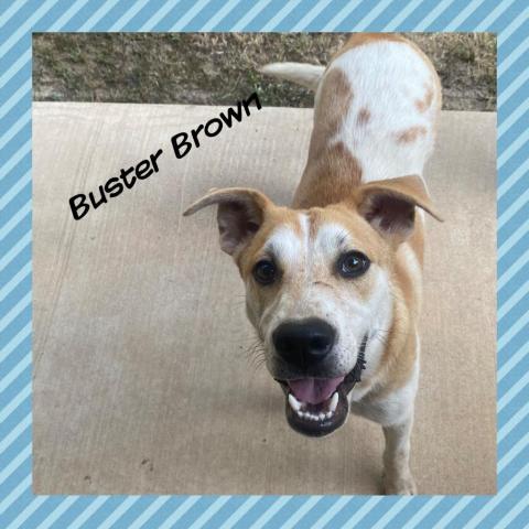 Buster Brown