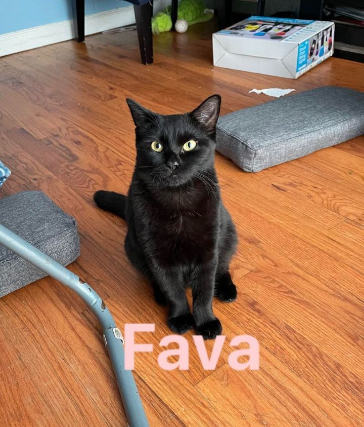 Fava Bean, an adoptable Domestic Short Hair in Middle Village, NY_image-2