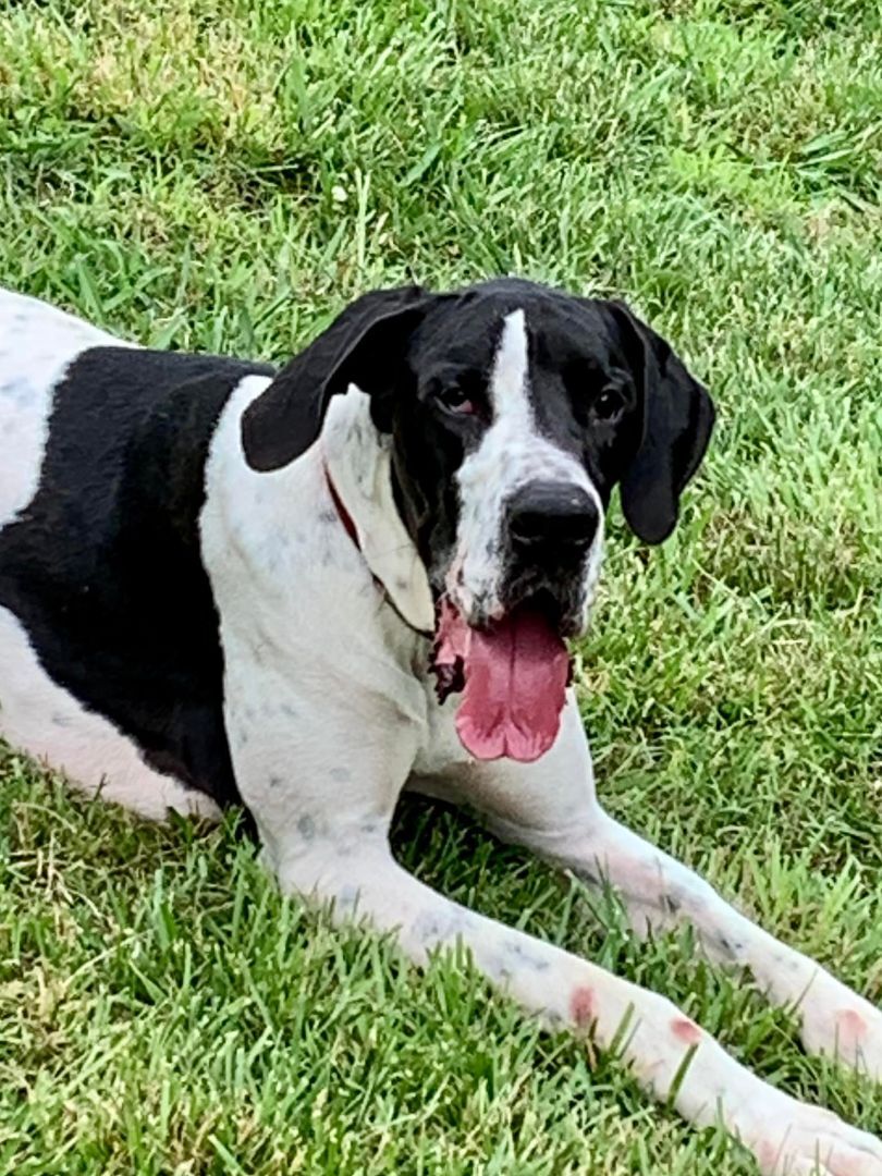 Dog for adoption Winston, a Great Dane in Joppa, AL Petfinder