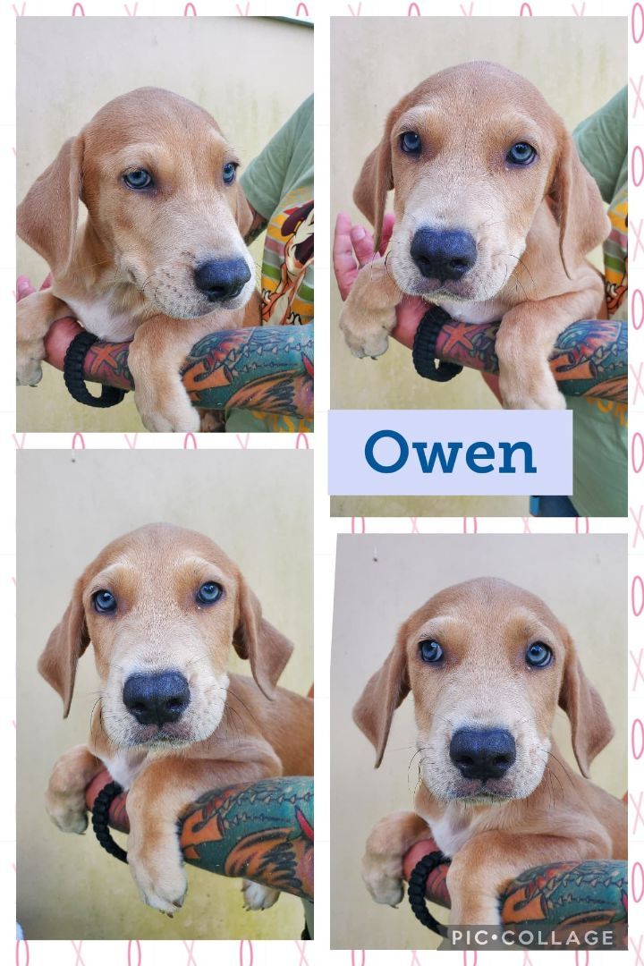 Owen