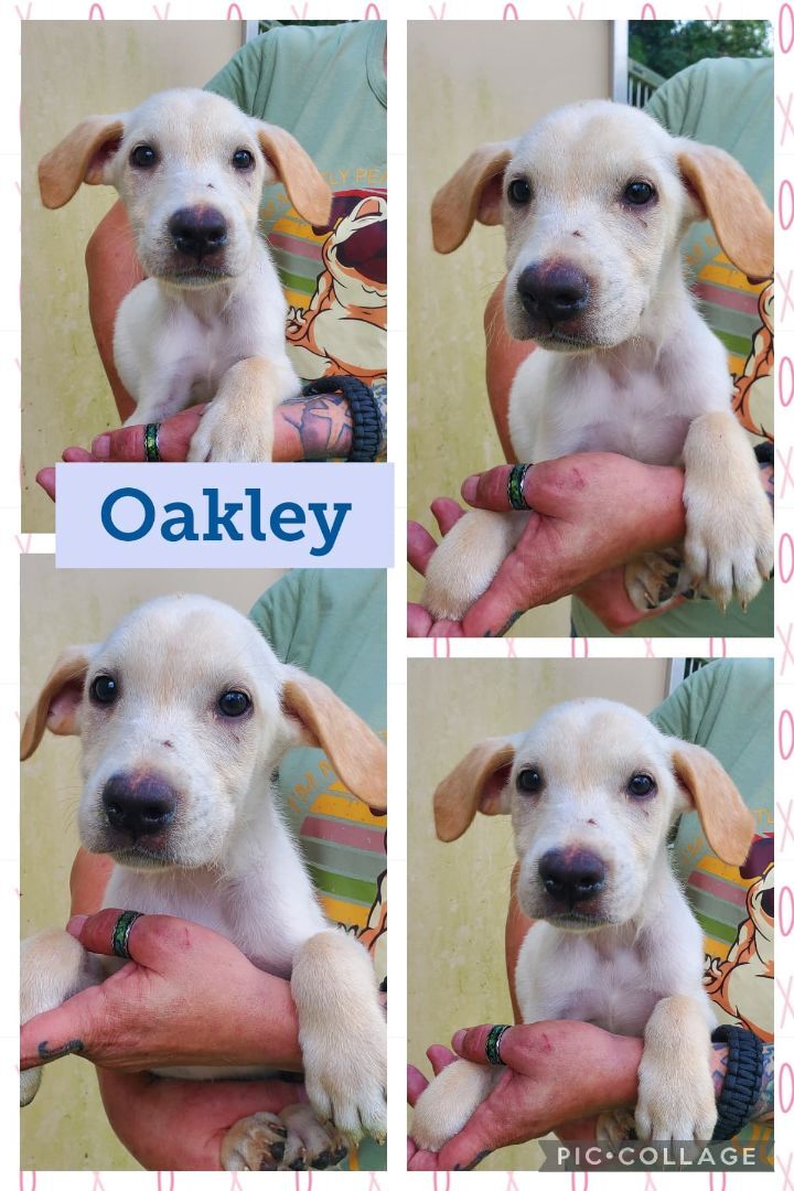 Oakley