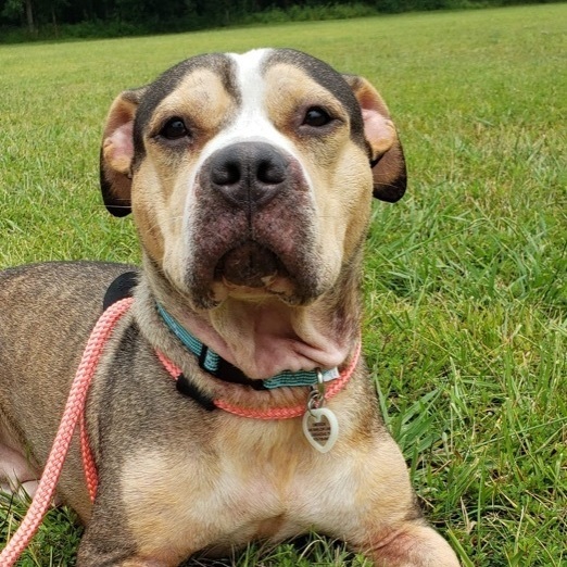 MJ, an adoptable American Staffordshire Terrier Mix in Nashville, TN_image-2