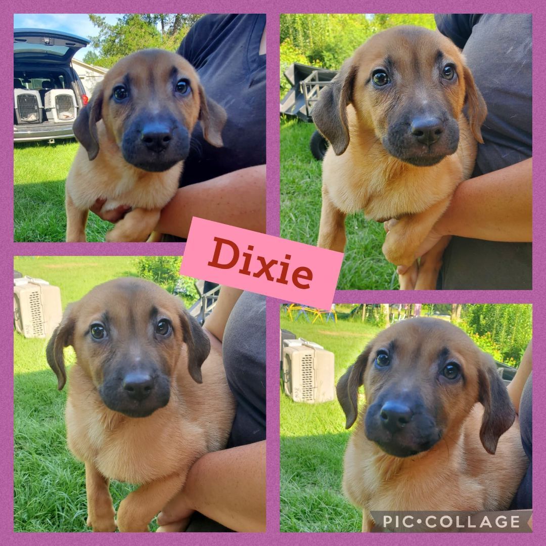 Dixie