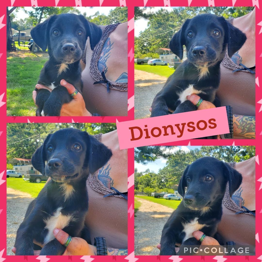 Dionysos