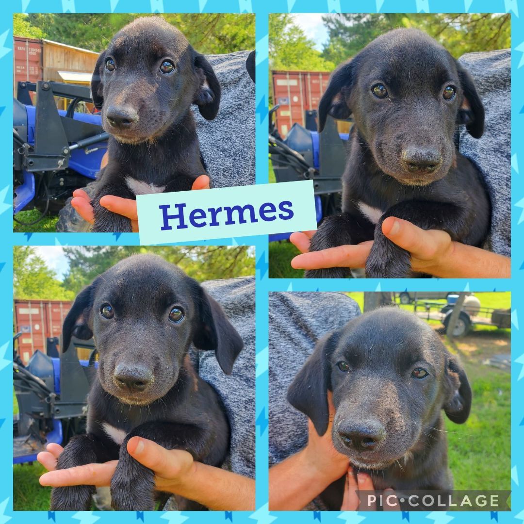 Hermes