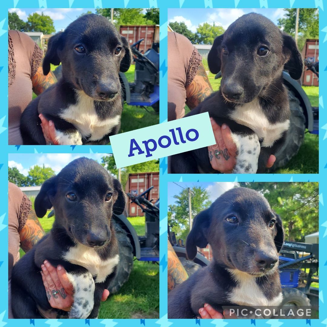 Apollo