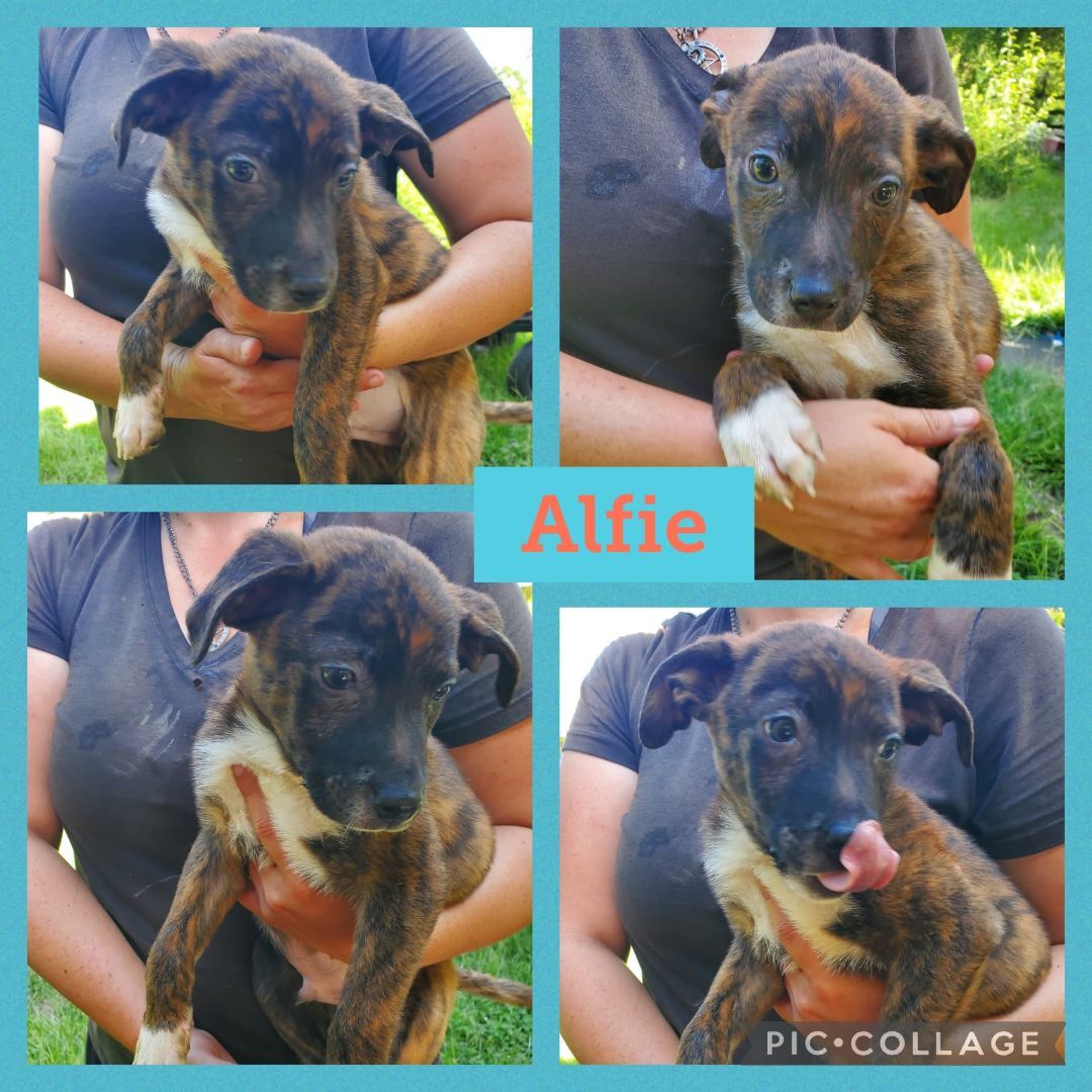 Alfie