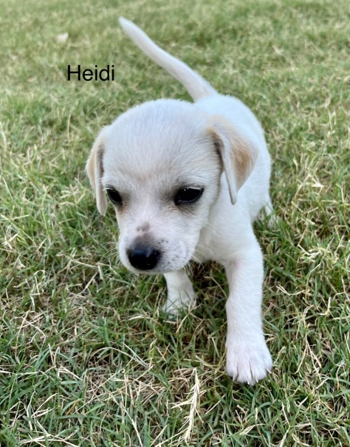 Heidi, an adopted Chihuahua & Terrier Mix in Dallas, TX_image-1