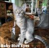 Baby Blue Eyes