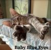 Baby Blue Eyes
