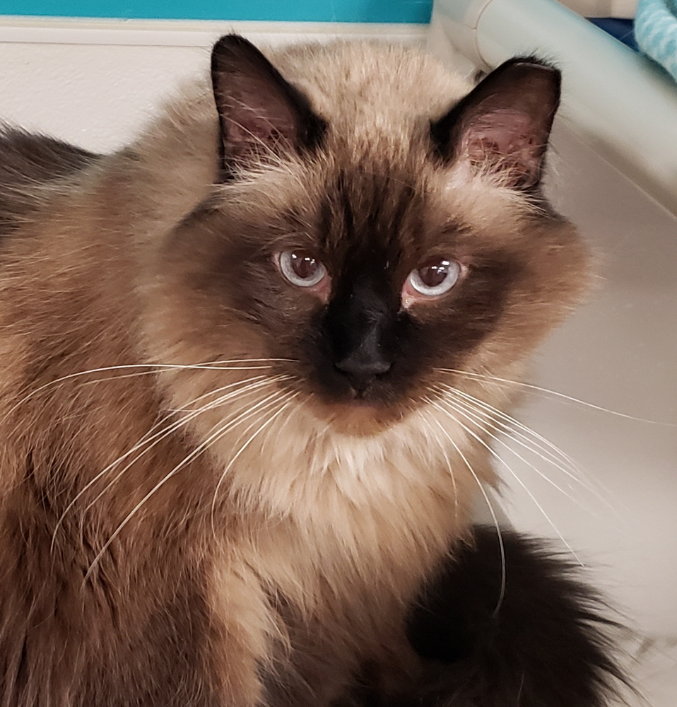 Charlie Brown (gets adopted with white and black Molly), an adoptable Siamese in Westminster, CO, 80031 | Photo Image 5