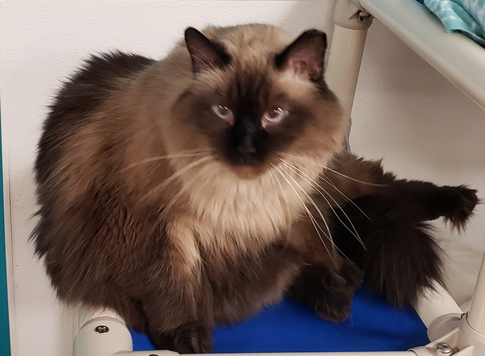 Charlie Brown (gets adopted with white and black Molly), an adoptable Siamese in Westminster, CO, 80031 | Photo Image 6