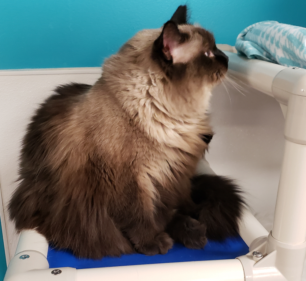 Charlie Brown (gets adopted with white and black Molly), an adoptable Siamese in Westminster, CO, 80031 | Photo Image 8