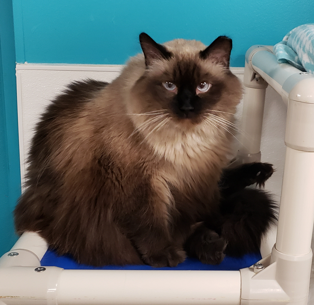 Charlie Brown (gets adopted with white and black Molly), an adoptable Siamese in Westminster, CO, 80031 | Photo Image 9