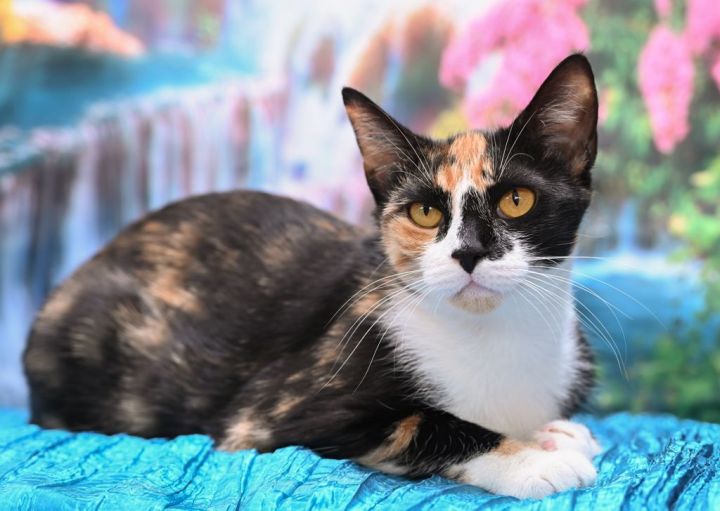 Betsy, an adoptable Calico & Domestic Short Hair Mix in Chattanooga, TN_image-2