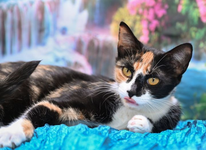 Betsy, an adoptable Calico & Domestic Short Hair Mix in Chattanooga, TN_image-3