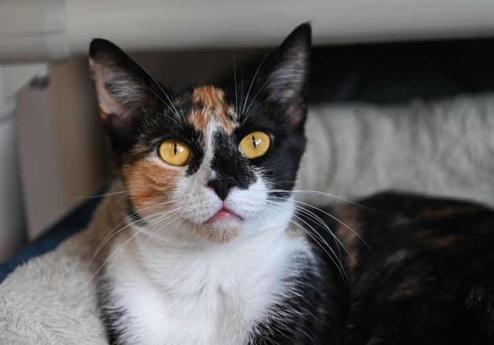 Betsy, an adoptable Calico & Domestic Short Hair Mix in Chattanooga, TN_image-5