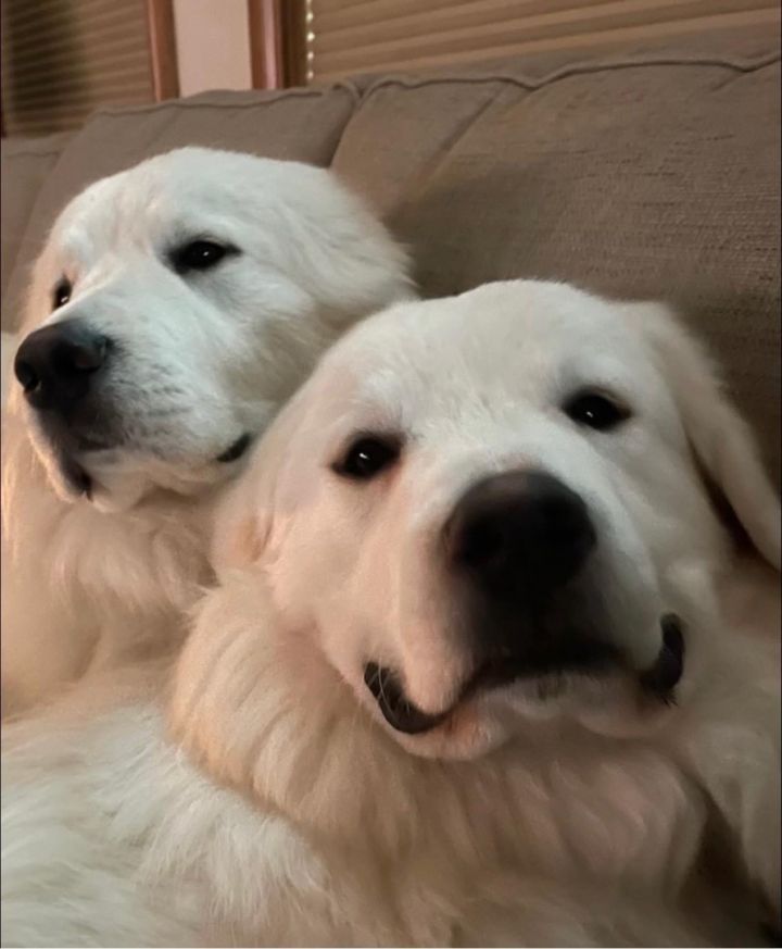 Moose and Tank, an adoptable Great Pyrenees in Neshkoro, WI_image-1