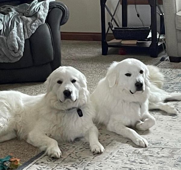 Moose and Tank