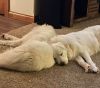 Moose and Tank