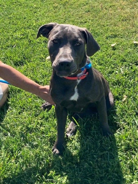 Boujee, an adoptable Labrador Retriever in Torrington, WY, 82240 | Photo Image 4