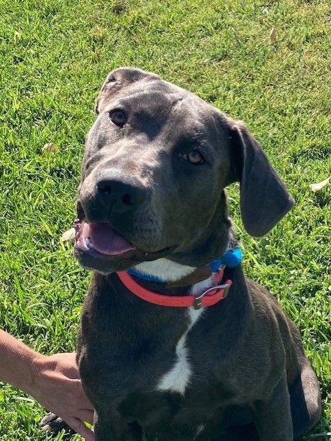 Boujee, an adoptable Labrador Retriever in Torrington, WY, 82240 | Photo Image 6