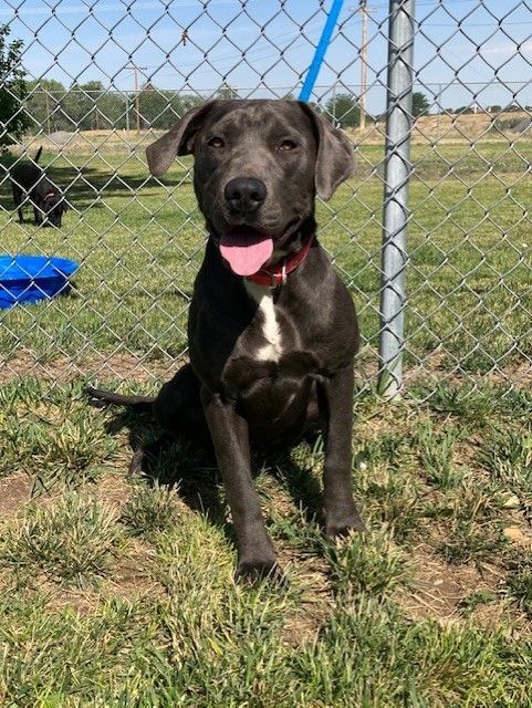 Boujee, an adoptable Labrador Retriever in Torrington, WY, 82240 | Photo Image 8