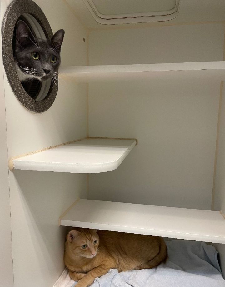 Biscuit & Pops, an adoptable Domestic Short Hair in Bellingham, WA_image-2