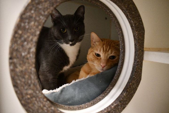 Biscuit & Pops, an adoptable Domestic Short Hair in Bellingham, WA_image-1