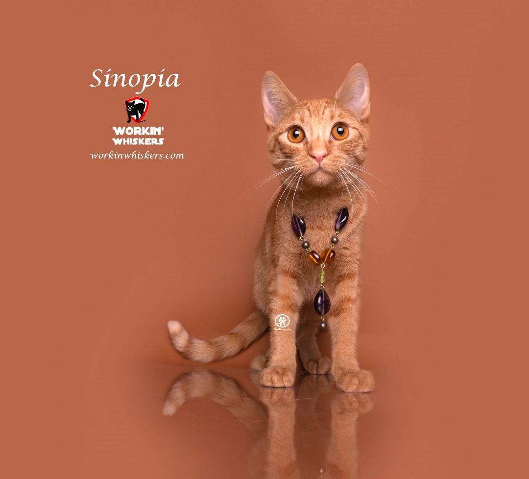 Sinopia detail page