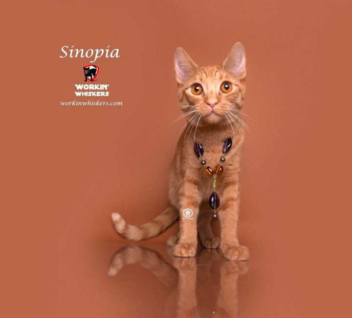 SINOPIA, an adoptable Abyssinian & Oriental Tabby Mix in Murrieta, CA_image-1