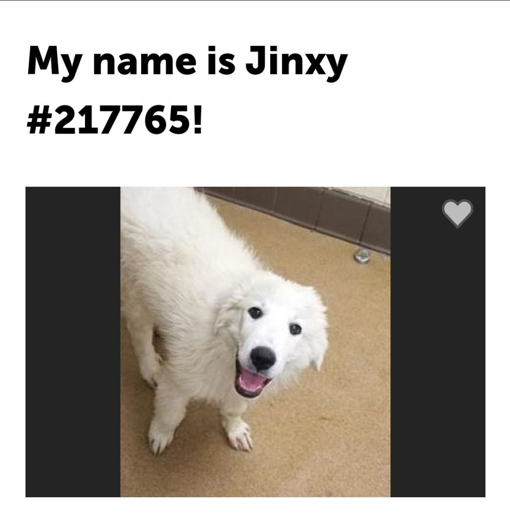 Jinxy the white Labrador!