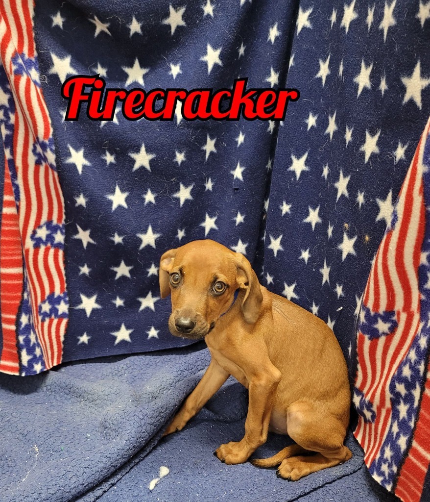 Firecracker