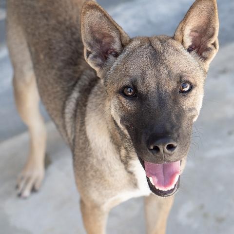 Damfour, an adoptable Jindo, Shiba Inu in Vancouver, BC, V5M 2Y3 | Photo Image 1