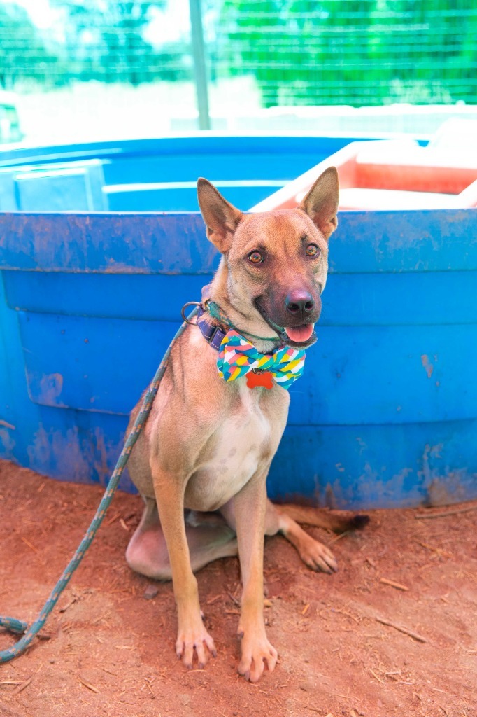 Damfour, an adoptable Jindo, Shiba Inu in Vancouver, BC, V5M 2Y3 | Photo Image 2