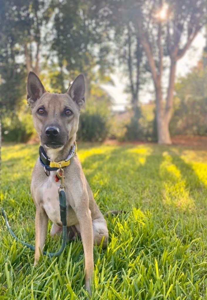 Damfour, an adoptable Jindo, Shiba Inu in Vancouver, BC, V5M 2Y3 | Photo Image 3