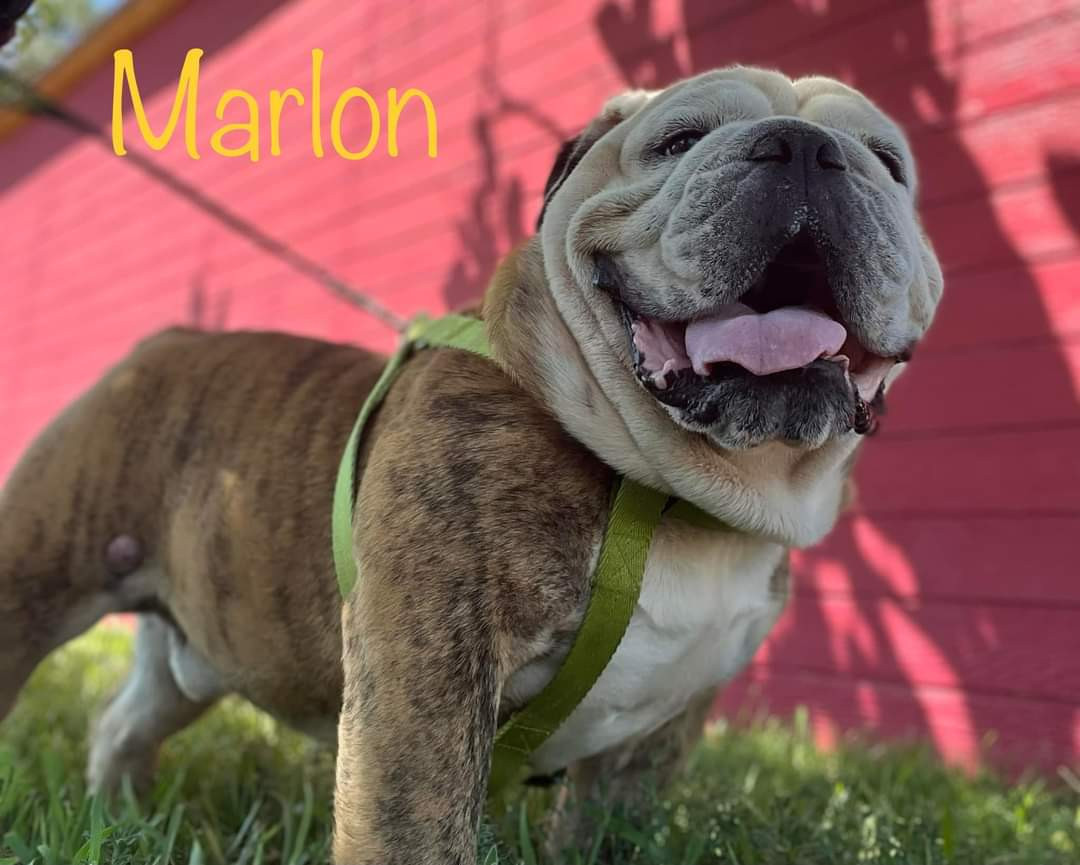 Marlon