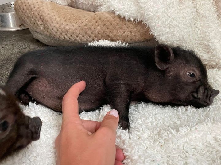 Piglets, an adoptable Pot Bellied in Durham, NC_image-5
