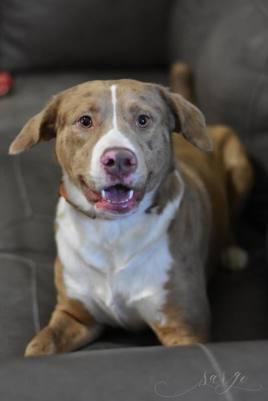 Sarge (Catahoula Brothers)