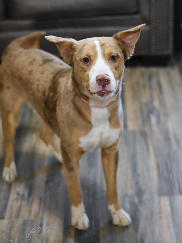 Paco (Catahoula Brothers)