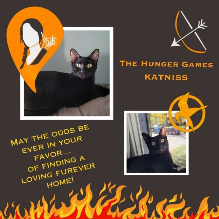 Katniss, an adoptable Domestic Short Hair in Bellevue, NE_image-1