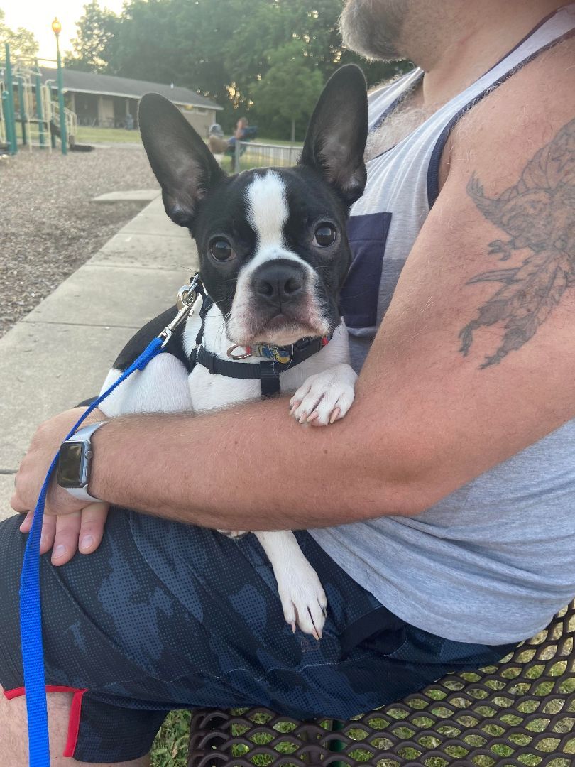 Richard the Boston Terrier