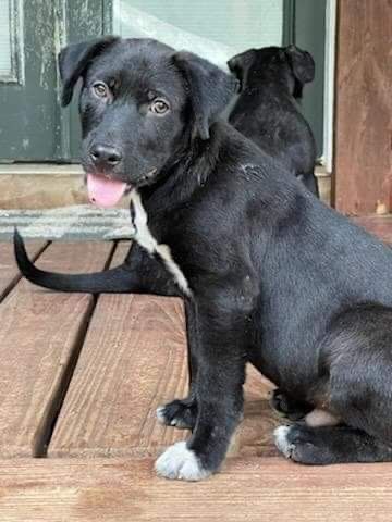 Fred the Lab Retriever Mix