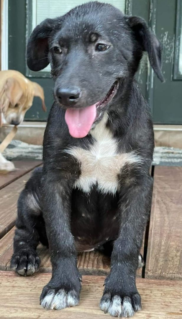 Wilma the Retreiver Mix Puppy