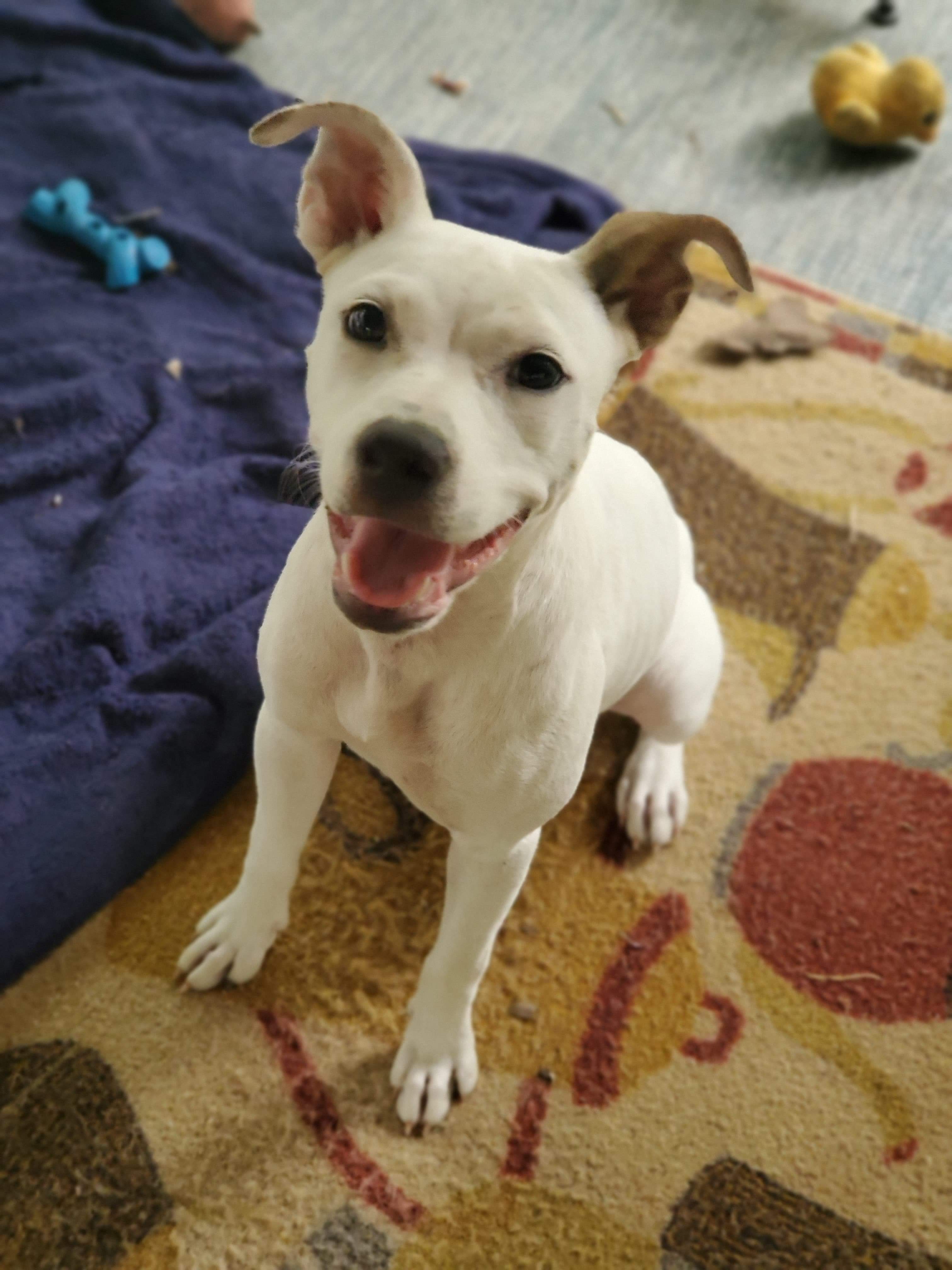 Kit the Boxer Terrier Mix Puppy