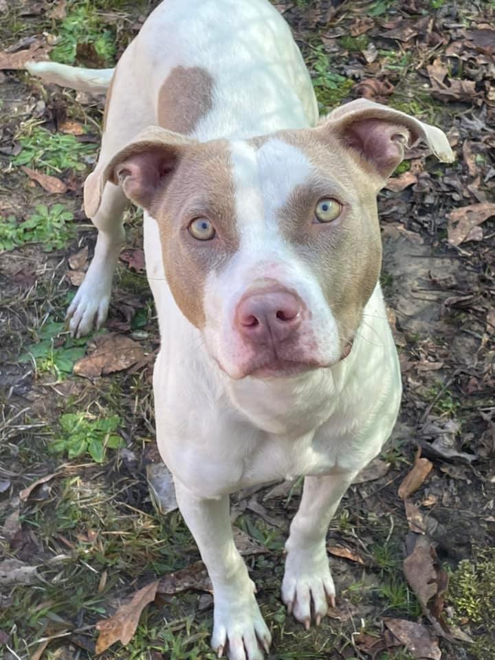 Evey, an adoptable Pit Bull Terrier in Demopolis, AL, 36732 | Photo Image 1